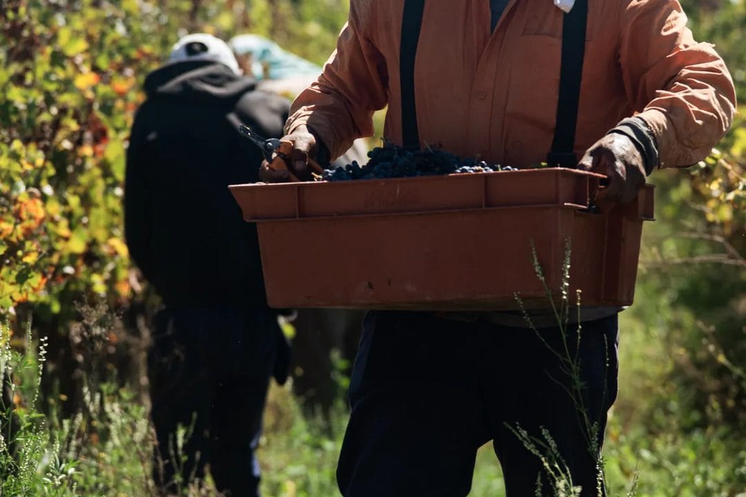 Vendimia sostenible en España: cómo el calor extremo adelanta la cosecha y transforma el vino