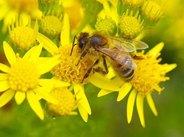 Un balcón lleno de abejas y mariposas: cómo atraer polinizadores