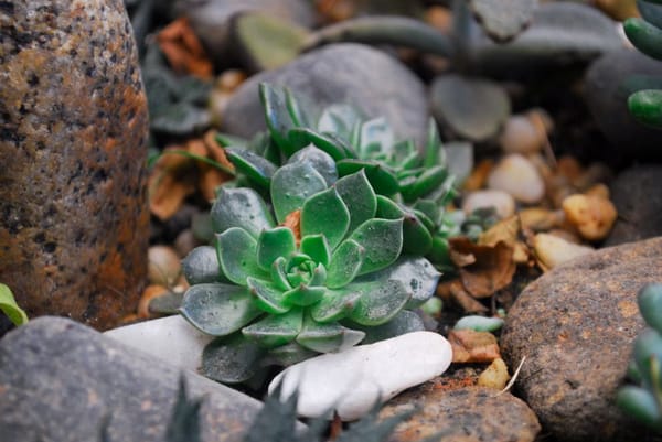 Un jardín mediterráneo que apenas pide agua