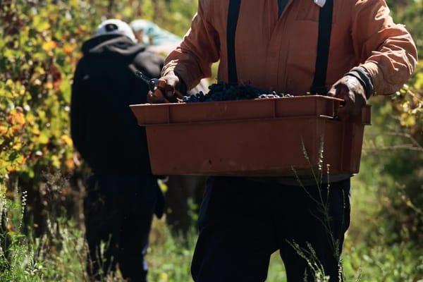Vendimia sostenible en España: cómo el calor extremo adelanta la cosecha y transforma el vino