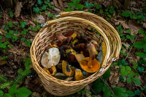 Setas de otoño: la normativa que cambia según la comunidad autónoma (y cómo recogerlas sin dañar el bosque)
