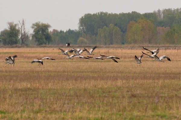 Grullas en otoño: cuándo ir a Gallocanta, cómo mirar sin molestar y qué hacer si encuentras un ave muerta
